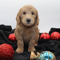 Giza - Gold female Australian Cobberdog puppy in Bellingham, Minnesota from Whispering Prairie Australian Cobberdog
