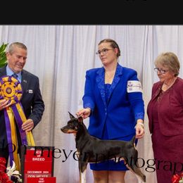 Maverick - Rat Terrier