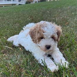 Scout - Red female Bernedoodle puppy in Lititz, Pennsylvania from Bollinger Pups