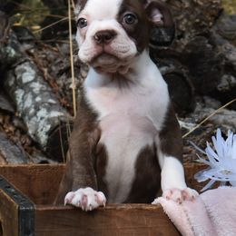 Boston Terrier Puppies from Bull Branch Bostons