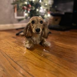 Peanut - Dachshund