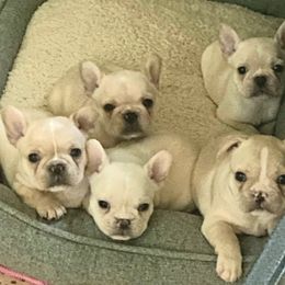 French Bulldog Puppies from Queens of the South