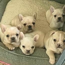 French Bulldog Puppies from Queens of the South