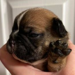 Belgian Malinois and French Bulldogs from Walrath K9s