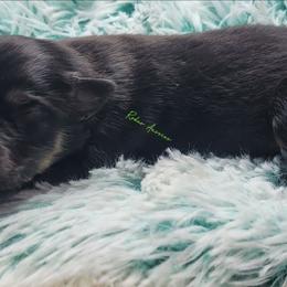 Leon - male Miniature Australian Shepherd puppy in Deer Park, Washington from Rodeo Aussies