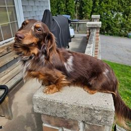Memphis - Dachshund