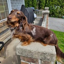 Memphis - Dachshund