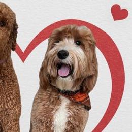 Goldendoodles and Poodles from Red Mountain Minis
