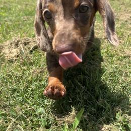 Dachshund All Grown Up from BlackPine Kennels
