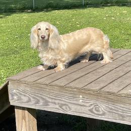 Holly - Dachshund