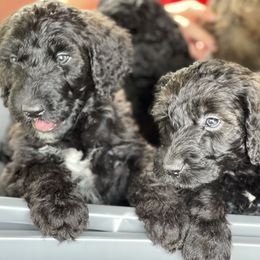 Goldendoodle, Miniature Schnauzer, and Poodle Puppies from 501Doodles