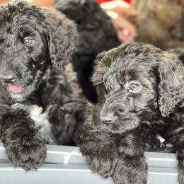 Goldendoodle, Miniature Schnauzer, and Poodle Puppies from 501Doodles