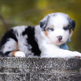 Aaron - Blue merle male Australian Shepherd puppy in Georgetown, Texas from River Reign Australian Shepherds