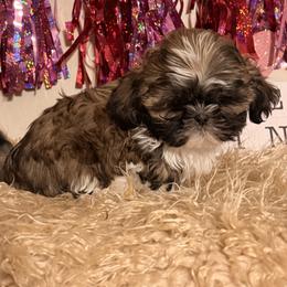 Gold and white - Gold and white male Shih Tzu puppy in Hibbing, Minnesota from Iron Range Shih Tzu and Puppies
