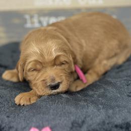Pink Male - Apricot male Goldendoodle puppy in Great Falls, Montana from Montana Goldendoodles