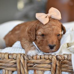 Cinderella - Apricot female Goldendoodle puppy in Berlin, Ohio from Doodle Babys