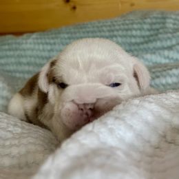 Nala - Lilac tri-color female Bulldog puppy in Fort White, Florida from Bullgodz English Bulldogs