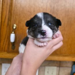 Girl 2 - White and black female Pembroke Welsh Corgi puppy in San Diego, California from San Diego Corgis