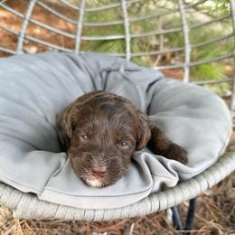 Charlotte - Brown female Bernedoodle puppy in Wamego, Kansas from Doodles of Oz