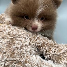 Brookie - Chocolate male Pomeranian puppy in Brentwood, California from Royalpawpoms