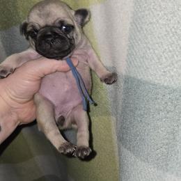 Girl 2 - Fawn female Pug puppy in Auburn, Kentucky from Prentice Family Pugs