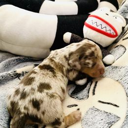 Shock - Dachshund puppy from DOXI.E.