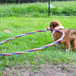 English Shepherd Puppies from Town & Country English Shepherds