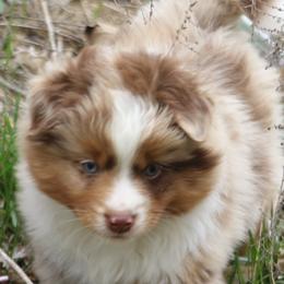 Border Collie, English Setter, and Miniature American Shepherd Puppies from First Harmony Farms