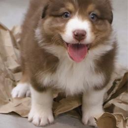 Stetson - Red tri-color male Australian Shepherd puppy in Bagley, Iowa from Diamond M Aussies