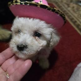 Jitterbug - Cream female Maltipoo puppy in Arkansas from Brew House