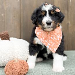 Wheezie - Tri-color female Bernedoodle puppy in Bellville, Ohio from Bernedoodle Buddies