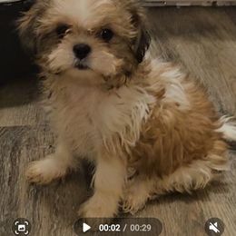 Munchie - Sable and white female Shih Tzu puppy in Carthage, Missouri from Cooley's Cuddle Pups