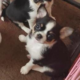Sally - Black and white female Chihuahua puppy in East Syracuse, New York from Blissful’s Chihuahuas