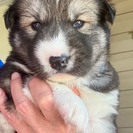 Timber - Agouti and white male Siberian Husky puppy in Walker, Louisiana from TRUHUSKY SIBERIANS