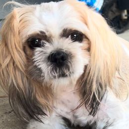 Drizz - Shih Tzu