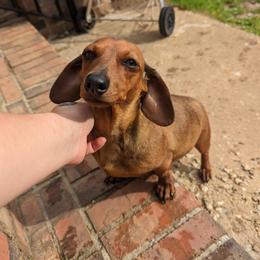 Bean - Dachshund