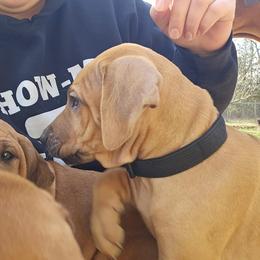 Rhodesian Ridgeback Puppies from Sans Peur Ridgebacks