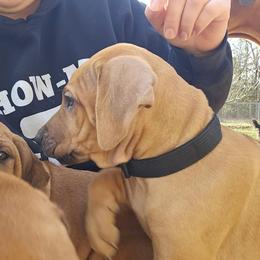 Rhodesian Ridgeback Puppies from Sans Peur Ridgebacks