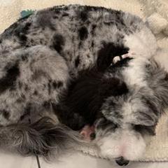 Cavapoos, Double Doodles, and Pomeranians from T Sanctum