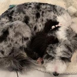 Cavapoos, Double Doodles, and Pomeranians from T Sanctum