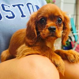 Cherry - Ruby female Cavalier King Charles Spaniel puppy in Watsontown, Pennsylvania from Huntsman Cavaliers