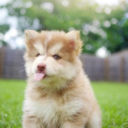 Matcha - Red and white male Pomsky puppy in Trenton, Texas from Blissful Paws Pomskies