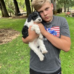 Labradoodle Puppies from Bear Creek Labradoodles