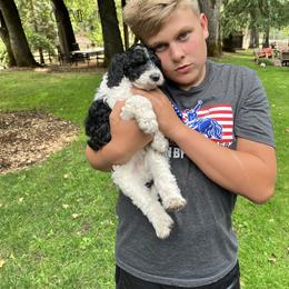 Labradoodle Puppies from Bear Creek Labradoodles