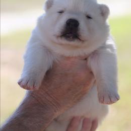 Skye - White female Gerberian Shepsky puppy in Gorman, Texas from Bransford Paw Pack/Timber Huskies