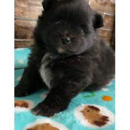 Cocoa - Black female Pomeranian puppy in Rockford, Alabama from Wickedly Cute Puppies