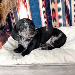 Dachshund Puppies from Wildflower Weenies