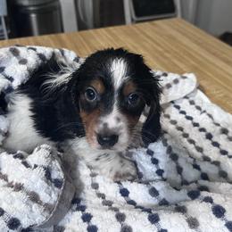 Boy 1 - Dachshund puppy from Big Daddy’s Dachshunds