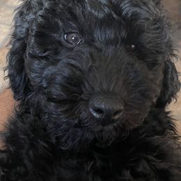 Goldendoodle Puppies from Wanda's Goldendoodles