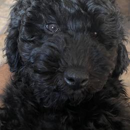 Goldendoodle Puppies from Wanda's Goldendoodles